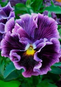 Viola - flori în creștere - natura înconjurătoare, fapte cognitive despre animale și plante