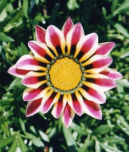 Gazania (gatsanii) termesztése