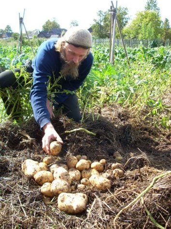 Cultivarea cartofilor sub paie