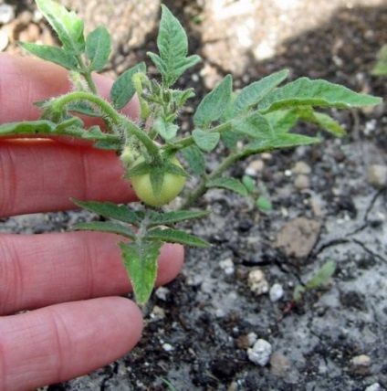 Cultivarea tomatelor în sol deschis