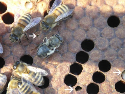 Bolile virale ale albinelor - gazda jurnalului