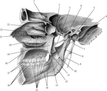 Articulația temporomandibulară