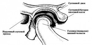 Articulația temporomandibulară și structura sa
