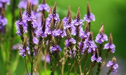 Verbena verde - verbena, plante, plante medicinale, sănătate, medicină tradițională