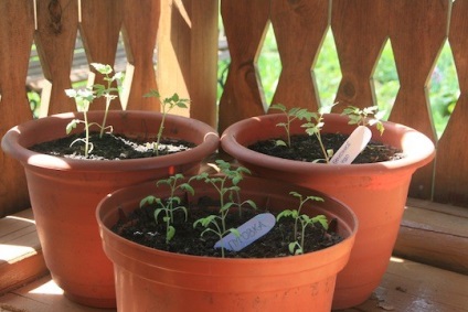 Toate fotografiile, amintiți-vă unde - care au plantat markeri de grădină cu propriile mâini