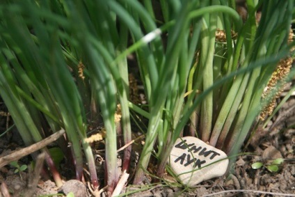 Toate fotografiile, amintiți-vă unde - care au plantat markeri de grădină cu propriile mâini