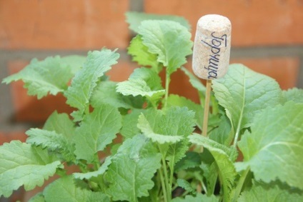 Toate fotografiile, amintiți-vă unde - care au plantat markeri de grădină cu propriile mâini