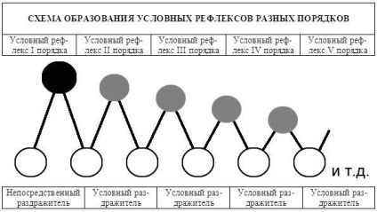 Vsevolod de limbi - cursul teoriei formării câinilor