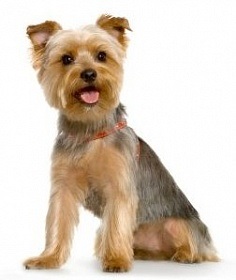 Yorkshire Terrier jellemzői