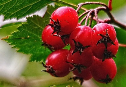 Colectarea de berry (dogrose, păducel, viburnum, cenușă de munte, cireș) - târg de maeștri -