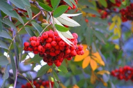 Colectarea de berry (dogrose, păducel, viburnum, cenușă de munte, cireș) - târg de maeștri -