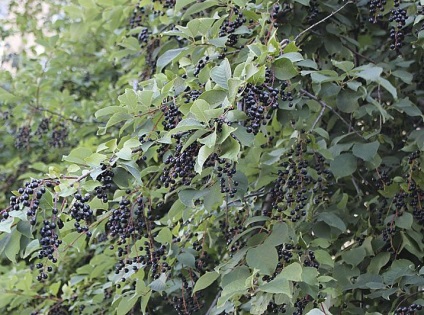 Colectarea de berry (dogrose, păducel, viburnum, cenușă de munte, cireș) - târg de maeștri -