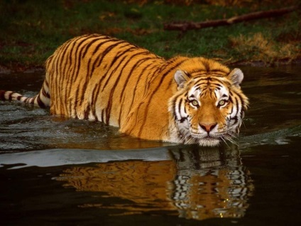 China de Sud Tiger - un subspecies pe cale de dispariție