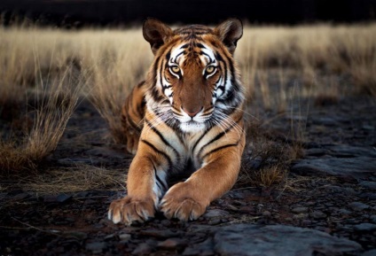 China de Sud Tiger - un subspecies pe cale de dispariție