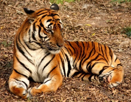 China de Sud Tiger - un subspecies pe cale de dispariție