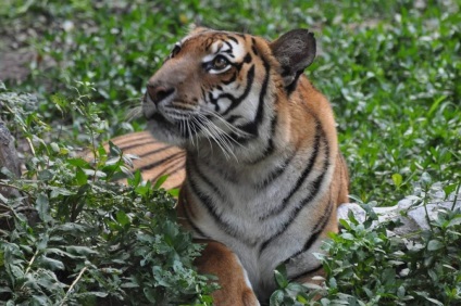 China de Sud Tiger - un subspecies pe cale de dispariție