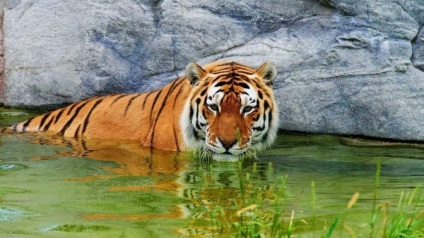 Dél-Kínai Tigris - veszélyeztetett alfaj
