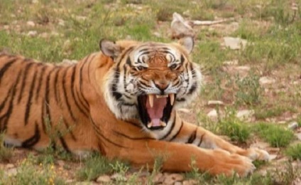 China de Sud Tiger - un subspecies pe cale de dispariție