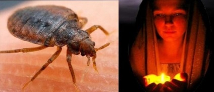 Парцелът на грешки и други методи за борба с тези насекоми