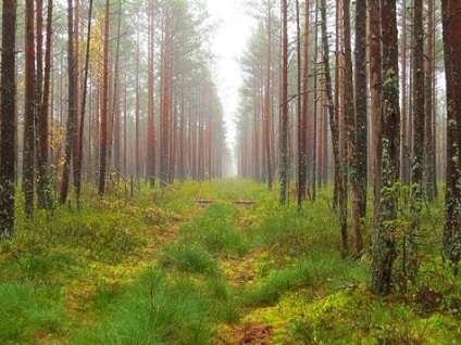 A jávorszarvas - a nyavalyás - vadászatért