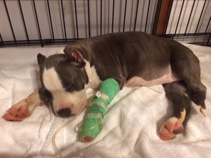 Femeia a petrecut noaptea într-o clinică veterinară pentru a ajuta câinele altcuiva