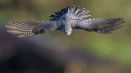 Zhikov fotografie de arici amuzant și amuzant