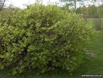 Honeysuckle comestibile (lonicera caerulea)