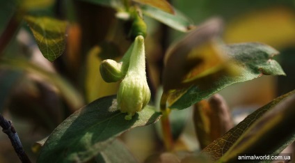 Honeysuckle comestibile (lonicera caerulea)