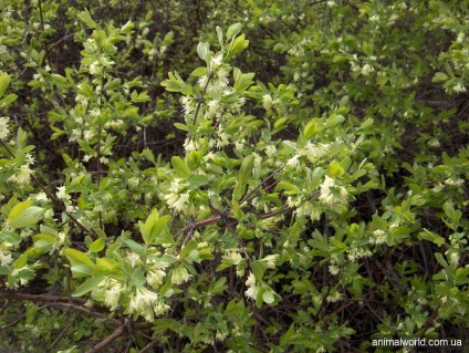 Honeysuckle comestibile (lonicera caerulea)