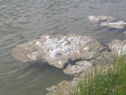 Locuitorii din regiunea Baranavichy au luat o floare de alge pentru o catastrofă ecologică