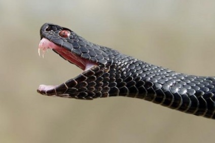 Veninul de șarpe acționează asupra sângelui în care este folosit, otrăvire