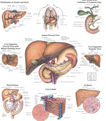 Regulile de aur privind modul de îngrijire a ficatului