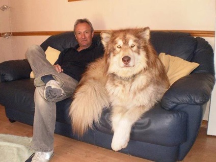 Câini uriași care nu-și dau seama cât de mari sunt, umkra