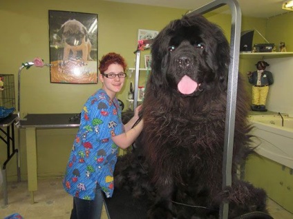 25 огромни кучета, които не осъзнават колко големи са те, umkra