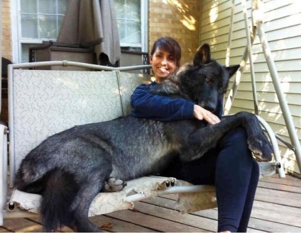 25 огромни кучета, които не осъзнават колко големи са те, umkra