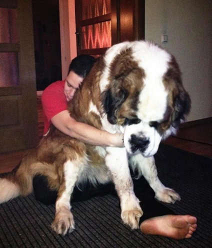 Câini uriași care nu-și dau seama cât de mari sunt, umkra