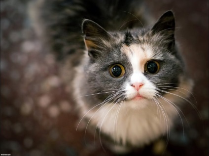7 Az ember és a cat - factum közötti kapcsolat legérdekesebb tényei