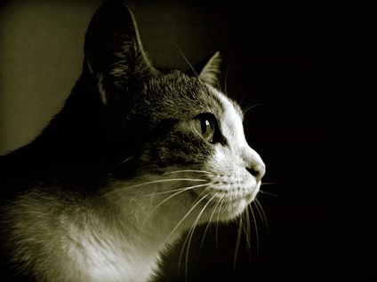 7 Cele mai interesante fapte despre relația dintre om și pisică - factum