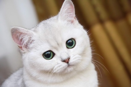 7 Az ember és a cat - factum közötti kapcsolat legérdekesebb tényei