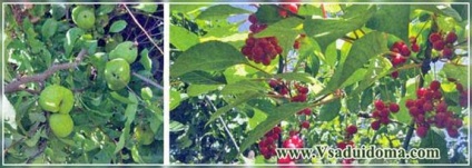 Actinidia și alte viță-de-vie - în creștere într-o grădină obișnuită, un site despre o grădină, o reședință de vară și plante de apartament