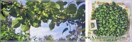 Actinidia și alte viță-de-vie - în creștere într-o grădină obișnuită, un site despre o grădină, o reședință de vară și plante de apartament