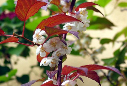 Actinidia chineză - kiwi în creștere acasă