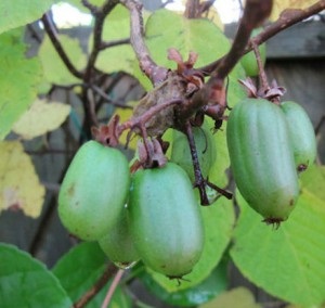 Actinidium colomicta, termesztés és gondozás