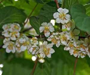 Actinidium colomicta, cultivarea și îngrijirea