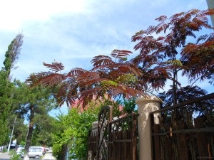 Albicia Lencoran, vagy Lencoran akác, vagy albicia selyem (albizia julibrissin), az én