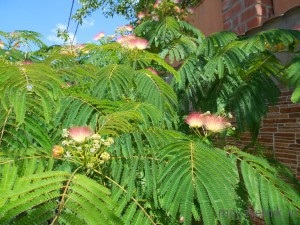 Albicia Lencoran sau salcam Lencoran sau mătăsos albizia albizia julibrissin,