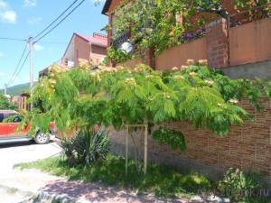 Albicia Lencoran, vagy Lencoran akác, vagy albicia selyem (albizia julibrissin), az én