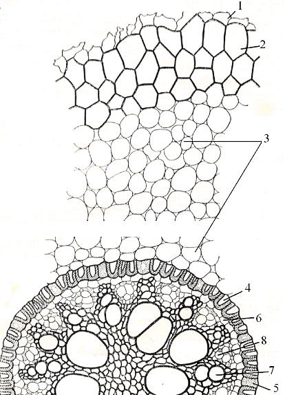 Structura anatomică a rădăcinii