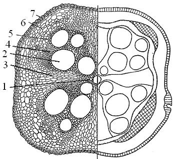 Structura anatomică a rădăcinii