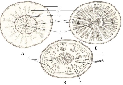 Structura anatomică a rădăcinii